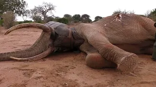 Wildlife Medics - Speared Elephant Rescue - Kenya