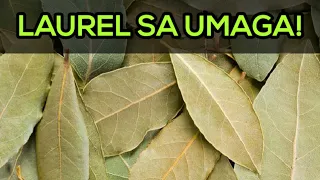 🌿ANG LIMANG BENEPISYO NG PAGSUSUNOG NG LAUREL SA UMAGA!- SWERTE TALAGA!