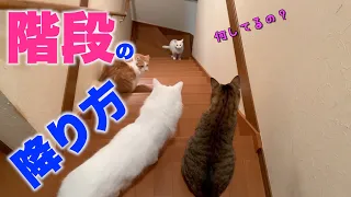 階段を駆け下りる猫達が可愛かった。