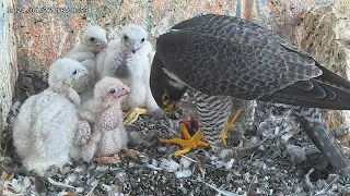 Osaka Peregrine Falcons/2024-04-26/ 8th feeding