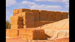 A very efficient sheep and wool farm in the Chapman Valley just NE of Geraldton.