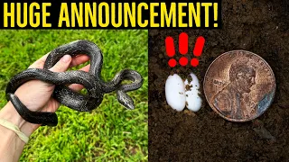 A Snake Laid TINY Eggs in My Yard! (Plus Huge Announcement!)