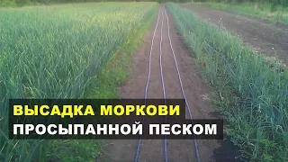 Высадка моркови просыпанной песком