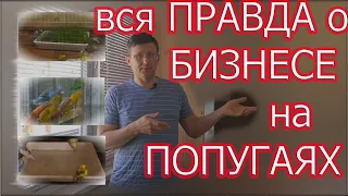 Заработок на волнистых попугаях. Сколько можно заработать?Уникальный вольер!