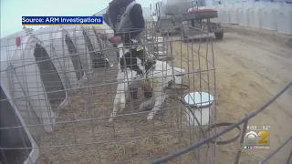 Fair Oaks Farms Apologizes After Video Surfaces Of Workers Abusing Calves; 4 Employees Fired