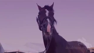 rise up || equestrian motivational video