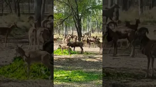 Herd of Mouflon Sheeps | Mouflon | Rams | Mouflon Sheeps Grazing | Mouflon Rams with Lambs and Ewes🐏