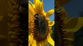 Шмель собирает нектар. Красивое видео.