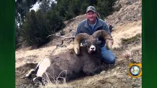 Wyoming Bighorn Sheep