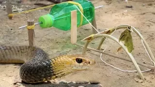 Easy Snake Trap - Fantastic Snake Trap Technology Make From Plastic Bottle