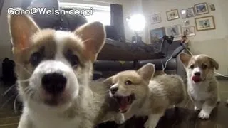 Cute corgi puppies part 6 Puppy wants to eat camera. slow motion / カメラを食べたいコーギー 子犬 スローモーション 20130713