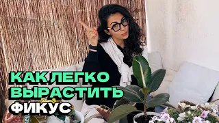 Как наиболее удачно посадить черенки фикуса на автополив!