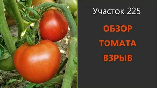 Томат Взрыв. Ранний и вкусный!