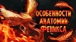 Феникс с научной точки зрения | Спекулятивная биология