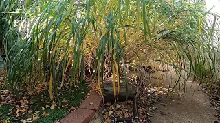 How to: Maintain Miscanthus