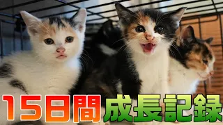 保護されて絶望していた子猫たち、幸せになるための15日間の成長記録