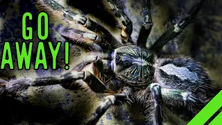 Fringed Ornamental Tarantula (Poecilotheria ornata) Care