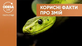Цікаві та корисні факти про змій від директора Одеського зоопарку