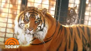 Tiger Attack: Topeka Zoo Director Says Keeper Is Recovering | TODAY