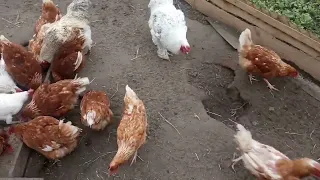 Картопля, пшениця,комбікорм для несушки 🐔