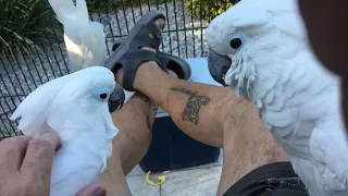 2019/09/18 Livestream | Cockatude: Cockatoos with attitude | Live from the Aviary