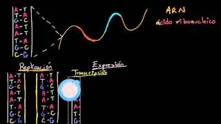 Replicación del ADN, transcripción y traducción del ARN | Biología | Khan Academy en Español