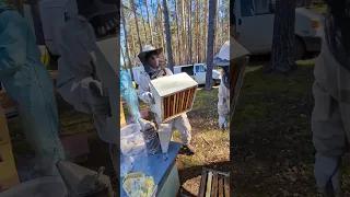 Давайте разбираться ! #пчеловодство #bee #пчёлы #beekeeper #2024 #honey #beekeeping