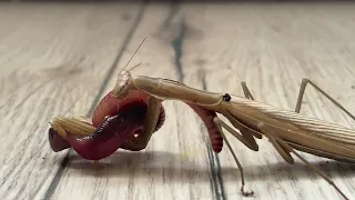 Praying Mantis vs Worm - 4K