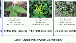 List of Angiosperms of Order Chloranthales illicium chloranthus anisetree star hutu erectus glabra