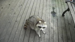 Angry Baby Raccoon