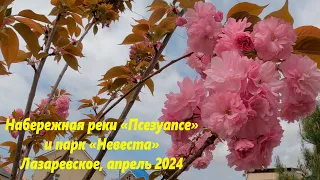 Набережная реки "Псезуапсе" и парк "Невеста",апрель 2024г.🌴ЛАЗАРЕВСКОЕ СЕГОДНЯ🌴СОЧИ.