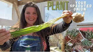 Grow Onions For Free: Plant Your Sprouted Onion! DON'T TRASH YOUR ONIONS