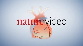 Nature | Warfarin medical animation