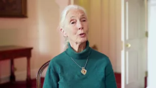 Dr. Jane Goodall's Message for the UN International Day of Peace 2016