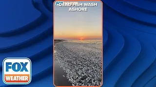 Thousands Of Dead Fish Wash Ashore On Texas Beaches