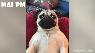 【VideoHunter】You will have TEARS IN YOUR EYES FROM LAUGHING 🤣🤣🤣  The FUNNIEST DOGS compilation 20