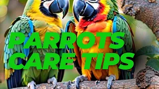 Incredible unknown facts about Parrots Care tips #foryou #growmyaccount #parrots #trendingshorts