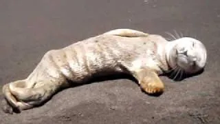A baby seal we found on the beach in Nor Cal