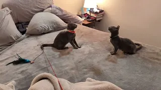 Taro and Luca kittens playing right after adoption