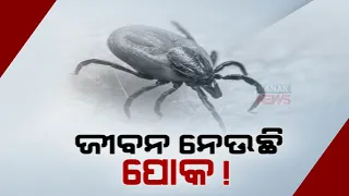 Outrage Of Scrub Typhus Disease In Odisha | Know The Details
