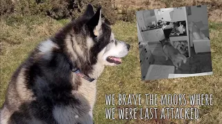Husky returns to the moors where he was last attacked but was it to soon