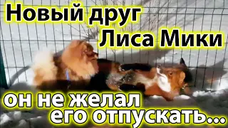 Новый друг Лиса Мики. Реакция на Собак - Жизнь с Лисой / MIKI THE FOX