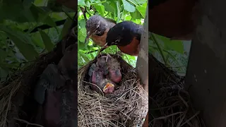 American Robin Dad Eating Babies Poop | Mom Wanted it though😅