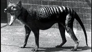 Last Tasmanian Tiger 1933