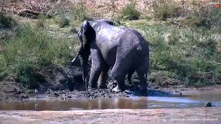 Дикая природа Африки Хромой слон привык ко всему Lame elephant used to everything Wild