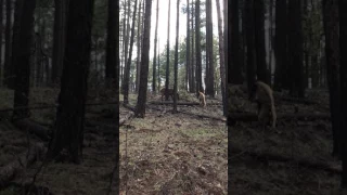 Bear vs.Elk