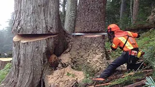 Amazing Dangerous Cutting Huge Tree Skills With Chainsaw, Incredible Woodworking & Wood Crushing