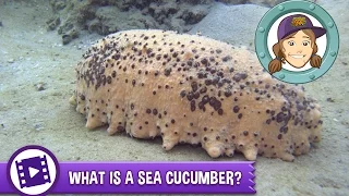 Ask Tierney - What is a sea cucumber?