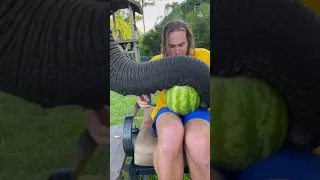Elephant Steals my Watermelon ! #SHORTS(1)