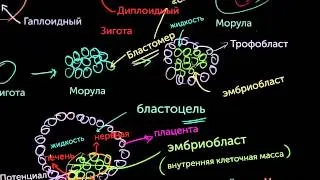 Стволовые клетки эмбрионов (видео 9)| Деление Клетки | Биология